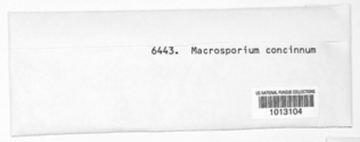 Macrosporium concinnum image